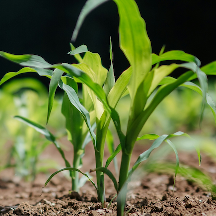 A little green plant raising from the soil