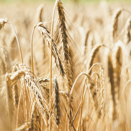 A close up of wheat ear